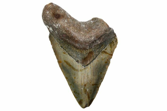 Fossil Megalodon Tooth - North Carolina #357366